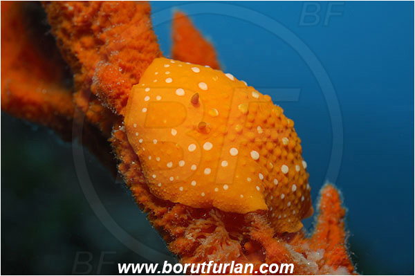 Island Korcula, Croatia, Adriatic sea, Mediterranean sea, Phyllidia flava, Phyllidia, Phyllidiidae, White spotted warty slug, Nudibranch, Sea slug, Gastropoda, Mollusca