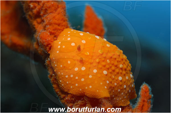 Island Korcula, Croatia, Adriatic sea, Mediterranean sea, Phyllidia flava, Phyllidia, Phyllidiidae, White spotted warty slug, Nudibranch, Sea slug, Gastropoda, Mollusca