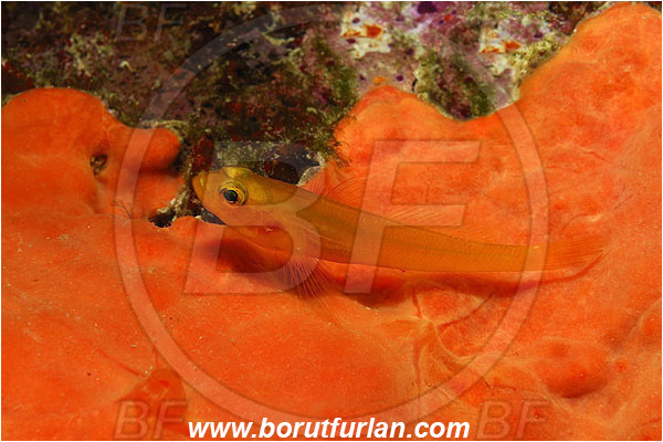 Island Korcula, Croatia, Adriatic sea, Mediterranean sea, Gobius auratus, Gobius, Gobiidae, Golden goby, Goby, Fish