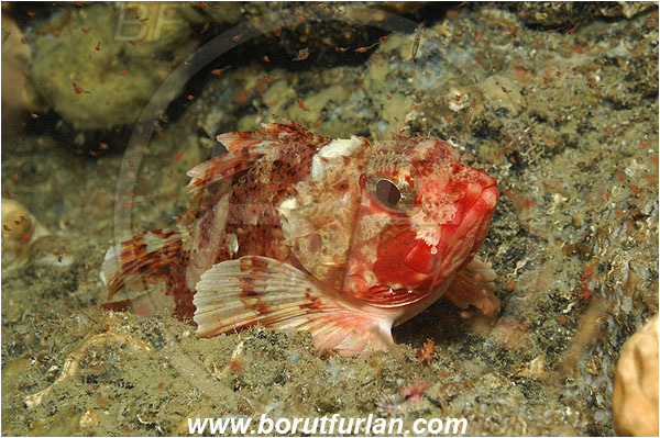 Island Korcula, Croatia, Adriatic sea, Mediterranean sea, Scorpaena notata, Scorpaena, Scorpaenidae, Small red scorpionfish, Scorpionfish, Fish