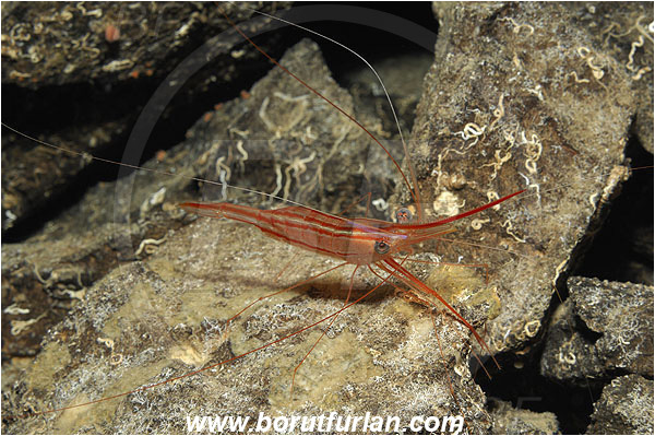 Island Korcula, Croatia, Adriatic sea, Mediterranean sea, Plesionika narval, Plesionika, Pandalidae, Decapoda, Narwal shrimp, Shrimp, Crustacea, Crustacean