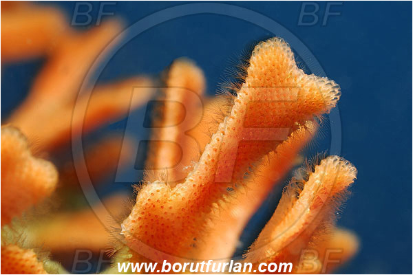 Island Korcula, Croatia, Adriatic sea, Mediterranean sea, Smittina cervicornis, Smittina, Smittinidae, Bryozoa, Bryozoan, Abstract