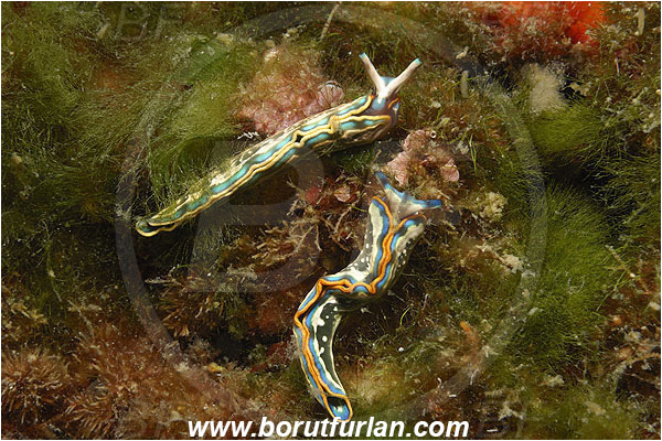 Island Korcula, Croatia, Adriatic sea, Mediterranean sea, Thuridilla hopei, Thuridilla, Plakobranchidae, Hope