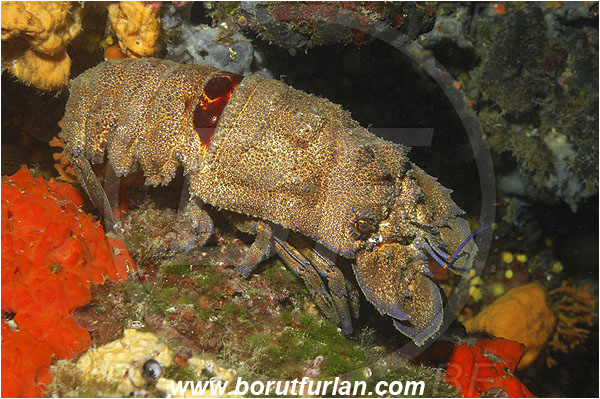 Island Korcula, Croatia, Adriatic sea, Mediterranean sea, Scyllarides latus, Scyllarides, Scyllaridae, Decapoda, Mediterranean slipper lobster, Slipper lobster, Lobster, Crustacea, Crustacean