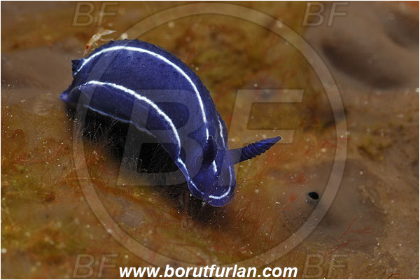Island Korcula, Croatia, Adriatic sea, Mediterranean sea, Felimare orsinii, Felimare, Chromodorididae, Blue nudibranch, Nudibranch, Sea slug, Gastropoda, Mollusca