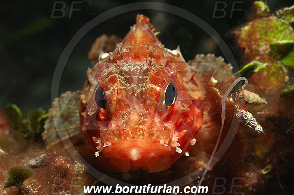 Island Korcula, Croatia, Adriatic sea, Mediterranean sea, Scorpaena notata, Scorpaena, Scorpaenidae, Small red scorpionfish, Scorpionfish, Fish, Portrait