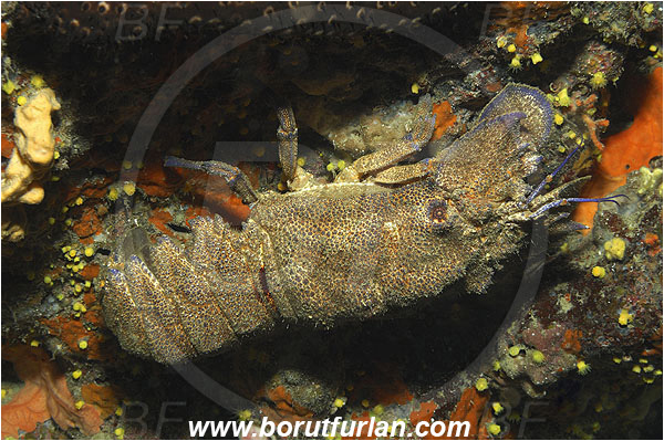 Island Korcula, Croatia, Adriatic sea, Mediterranean sea, Scyllarides latus, Scyllarides, Scyllaridae, Decapoda, Mediterranean slipper lobster, Slipper lobster, Lobster, Crustacea, Crustacean