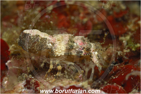 Island Korcula, Croatia, Adriatic sea, Mediterranean sea, Scyllarus pygmaeus, Scyllarus, Scyllaridae, Decapoda, Pygmy locust lobster, Slipper lobster, Lobster, Crustacea, Crustacean