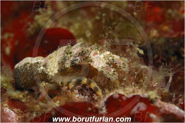 Island Korcula, Croatia, Adriatic sea, Mediterranean sea, Scyllarus pygmaeus, Scyllarus, Scyllaridae, Decapoda, Pygmy locust lobster, Slipper lobster, Lobster, Crustacea, Crustacean