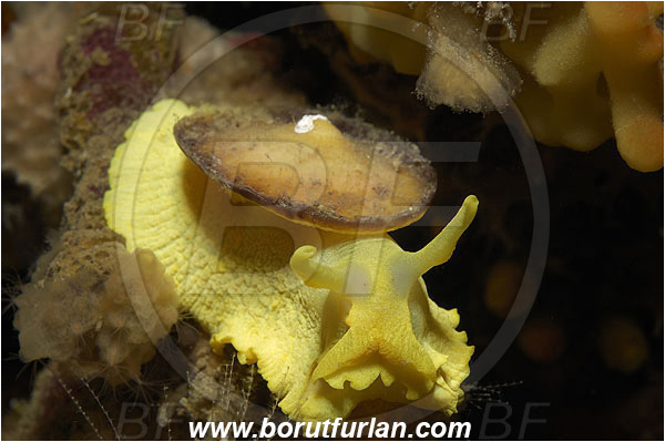 Island Korcula, Croatia, Adriatic sea, Mediterranean sea, Tylodina perversa, Tylodina, Tylodinidae, Yellow umbrella slug, Sea snail, Gastropoda, Mollusca, Mollusc