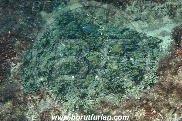 Island Korcula, Croatia, Adriatic sea, Mediterranean sea, Lophius piscatorius, Lophius, Lophiidae, Angler, Monkfish, Angler fish, Fish