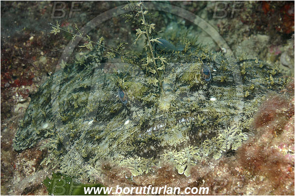 Island Korcula, Croatia, Adriatic sea, Mediterranean sea, Lophius piscatorius, Lophius, Lophiidae, Angler, Monkfish, Angler fish, Fish, Portrait