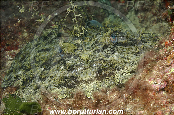 Island Korcula, Croatia, Adriatic sea, Mediterranean sea, Lophius piscatorius, Lophius, Lophiidae, Angler, Monkfish, Angler fish, Fish, Portrait