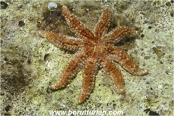 Island Korcula, Croatia, Adriatic sea, Mediterranean sea, Coscinasterias tenuispina, Coscinasterias, Asteriidae, Many-armed starfish, Blue spiny starfish, Strafish, Asteroidea, Echinodermata, Echinoderm