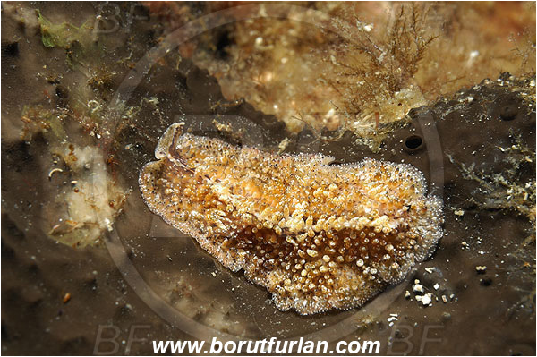Island Korcula, Croatia, Adriatic sea, Mediterranean sea, Thysanozoon brocchii, Thysanozoon, Pseudocerotidae, Carpet flatworm, Flatworm, Platyhelminthes