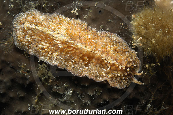 Island Korcula, Croatia, Adriatic sea, Mediterranean sea, Thysanozoon brocchii, Thysanozoon, Pseudocerotidae, Carpet flatworm, Flatworm, Platyhelminthes