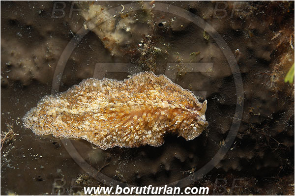 Island Korcula, Croatia, Adriatic sea, Mediterranean sea, Thysanozoon brocchii, Thysanozoon, Pseudocerotidae, Carpet flatworm, Flatworm, Platyhelminthes