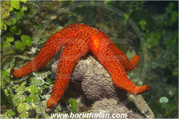 Island Korcula, Croatia, Adriatic sea, Mediterranean sea, Echinaster sepositus, Echinaster, Echinasteridae, Red starfish, Strafish, Asteroidea, Echinodermata, Echinoderm
