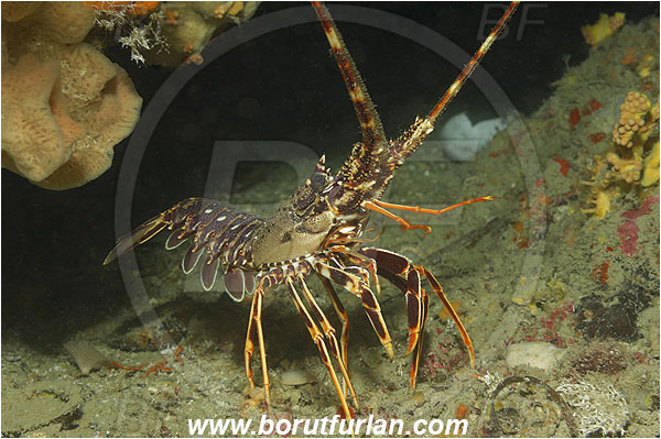 Island Korcula, Croatia, Adriatic sea, Mediterranean sea, Palinurus elephas, Palinurus, Palinuridae, Decapoda, European spiny lobster, Spiny lobster, Lobster, Crustacea, Crustacean