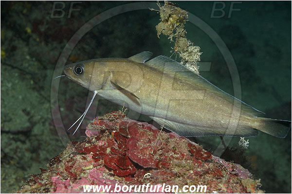 Island Korcula, Croatia, Adriatic sea, Mediterranean sea, Phycis phycis, Phycis, Phycidae, Forkbeard, Fish