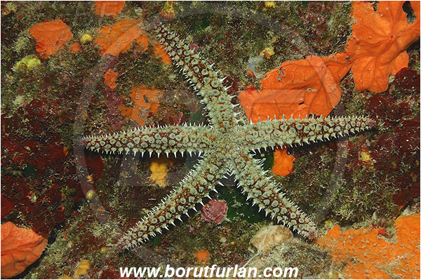 Island Korcula, Croatia, Adriatic sea, Mediterranean sea, Marthasterias glacialis, Marthasterias, Asteriidae, Spiny starfish, Strafish, Asteroidea, Echinodermata, Echinoderm