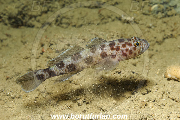 Island Korcula, Croatia, Adriatic sea, Mediterranean sea, Thorogobius ephippiatus, Thorogobius, Gobiidae, Leopard-spotted goby, Goby, Fish