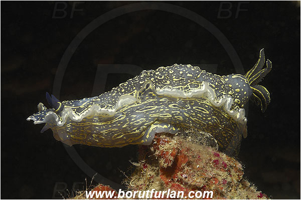 Island Korcula, Croatia, Adriatic sea, Mediterranean sea, Felimare picta, Felimare, Chromodorididae, Painted dorid, Nudibranch, Sea slug, Gastropoda, Mollusca