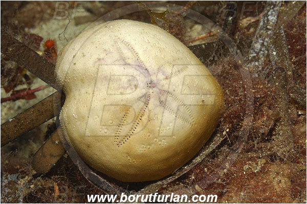 Island Korcula, Croatia, Adriatic sea, Mediterranean sea, Spatangus purpureus, Spatangus, Spatangidae, Purple heart urchin, Heart urchin, Sea urchin, Echinoidea, Echinodermata, Echinoderm, Shell of sea urchin