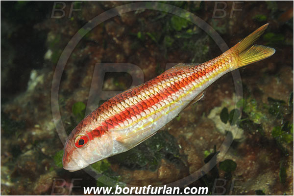 Island Korcula, Croatia, Adriatic sea, Mediterranean sea, Mullus surmuletus, Mullus, Mullidae, Striped red mullet, Mullet, Goatfish, Fish