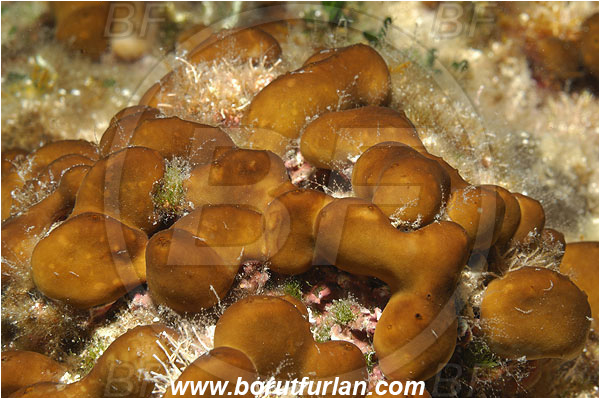 Island Korcula, Croatia, Adriatic sea, Mediterranean sea, Chondrilla nucula, Chondrilla, Chondrillidae, Chicken-liver sponge, Sponge, Porifera