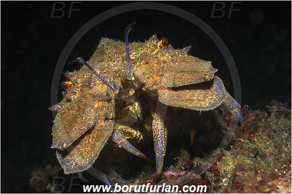Island Korcula, Croatia, Adriatic sea, Mediterranean sea, Scyllarides latus, Scyllarides, Scyllaridae, Decapoda, Mediterranean slipper lobster, Slipper lobster, Lobster, Crustacea, Crustacean, Portrait