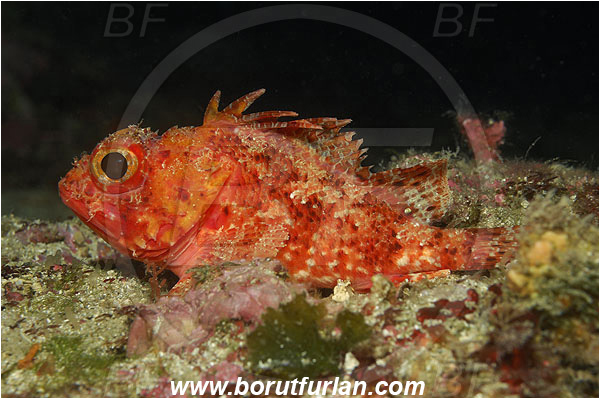 Island Korcula, Croatia, Adriatic sea, Mediterranean sea, Scorpaena notata, Scorpaena, Scorpaenidae, Small red scorpionfish, Scorpionfish, Fish