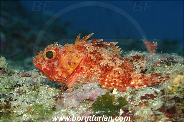 Island Korcula, Croatia, Adriatic sea, Mediterranean sea, Scorpaena notata, Scorpaena, Scorpaenidae, Small red scorpionfish, Scorpionfish, Fish