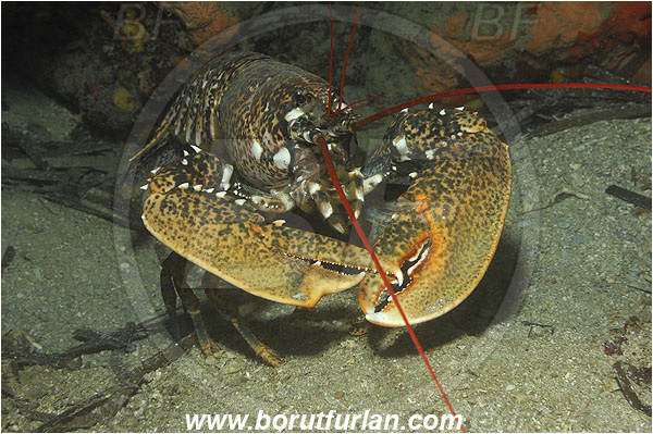 Island Korcula, Croatia, Adriatic sea, Mediterranean sea, Homarus gammarus, Homarus, Nephropidae, Decapoda, European lobster, Common lobster, Lobster, Crustacea, Crustacean