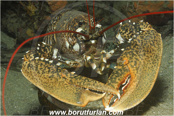 Island Korcula, Croatia, Adriatic sea, Mediterranean sea, Homarus gammarus, Homarus, Nephropidae, Decapoda, European lobster, Common lobster, Lobster, Crustacea, Crustacean