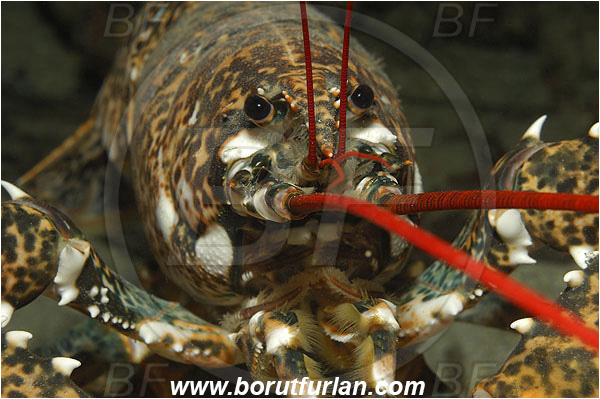 Island Korcula, Croatia, Adriatic sea, Mediterranean sea, Homarus gammarus, Homarus, Nephropidae, Decapoda, European lobster, Common lobster, Lobster, Crustacea, Crustacean Portrait