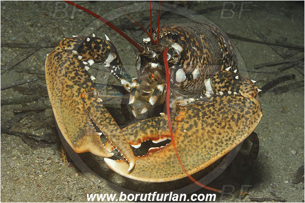 Island Korcula, Croatia, Adriatic sea, Mediterranean sea, Homarus gammarus, Homarus, Nephropidae, Decapoda, European lobster, Common lobster, Lobster, Crustacea, Crustacean