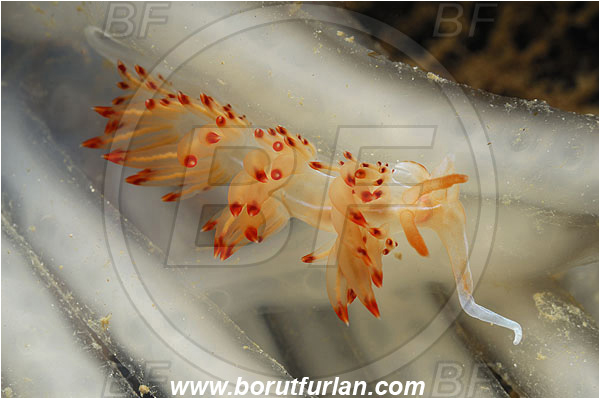 Island Korcula, Croatia, Adriatic sea, Mediterranean sea, Squid eggs, Eggs, Squid, Cephalopoda, Mollusca, Mollusc, Dondice banyulensis, Dondice, Myrrhinidae, Orange sea slug, Nudibranch, Sea slug, Gastropoda