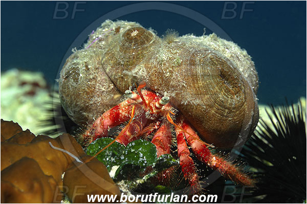 Island Korcula, Croatia, Adriatic sea, Mediterranean sea, Dardanus calidus, Dardanus, Diogenidae, Crustacea, Crustacean, Red hermit crab, Hermit crab, Crab