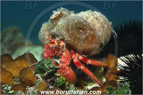 Island Korcula, Croatia, Adriatic sea, Mediterranean sea, Dardanus calidus, Dardanus, Diogenidae, Crustacea, Crustacean, Red hermit crab, Hermit crab, Crab