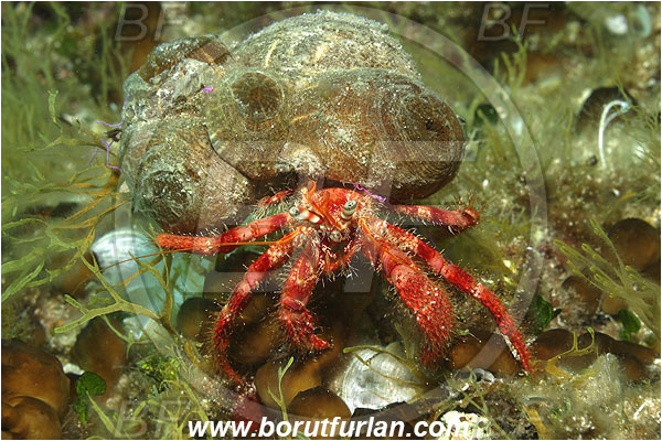 Island Korcula, Croatia, Adriatic sea, Mediterranean sea, Dardanus calidus, Dardanus, Diogenidae, Crustacea, Crustacean, Red hermit crab, Hermit crab, Crab