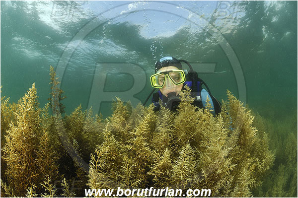 Piran, Slovenia, Adriatic sea, Mediterranean sea, Reef, Sargassum hornschuchii, Sargassum, Sargassaceae, Wire weed, Strangle weed, Algae, Diver, Face, Girl, Portrait