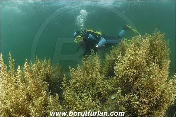 Piran, Slovenia, Adriatic sea, Mediterranean sea, Reef, Sargassum hornschuchii, Sargassum, Sargassaceae, Wire weed, Strangle weed, Algae, Diver