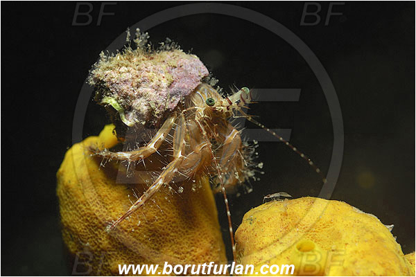Piran, Slovenia, Adriatic sea, Mediterranean sea, Pagurus anachoretus, Pagurus, Paguridae, Crustacea, Crustacean, Long-armed Hermit Crab, Hermit crab, Crab