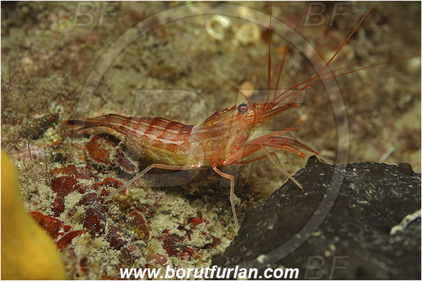 Piran, Slovenia, Adriatic sea, Mediterranean sea, Lysmata seticaudata, Lysmata, Lysmatidae, Decapoda, Mediterranean Cleaner Shrimp, Shrimp, Crustacea, Crustacean