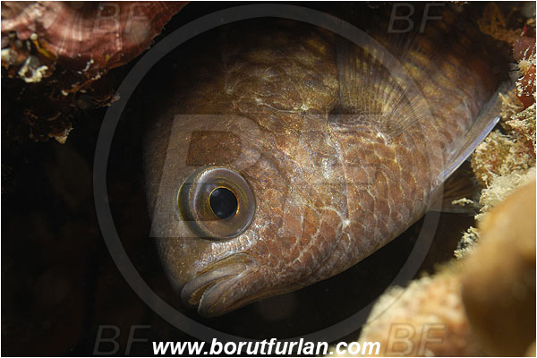 Piran, Slovenia, Adriatic sea, Mediterranean sea, Chromis chromis, Chromis, Pomacentridae, Mediterranean damselfish, Damselfish, Fish, Portrait