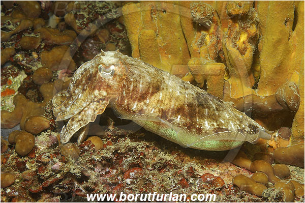 Piran, Slovenia, Adriatic sea, Mediterranean sea, Sepia officinalis, Sepia, Sepiidae, European cuttlefish, Common cuttlefish, Cuttlefish, Cephalopoda, Mollusca, Mollusc