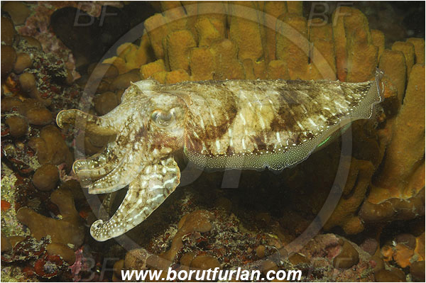 Piran, Slovenia, Adriatic sea, Mediterranean sea, Sepia officinalis, Sepia, Sepiidae, European cuttlefish, Common cuttlefish, Cuttlefish, Cephalopoda, Mollusca, Mollusc