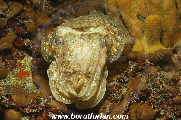 Piran, Slovenia, Adriatic sea, Mediterranean sea, Sepia officinalis, Sepia, Sepiidae, European cuttlefish, Common cuttlefish, Cuttlefish, Cephalopoda, Mollusca, Mollusc, Portrait