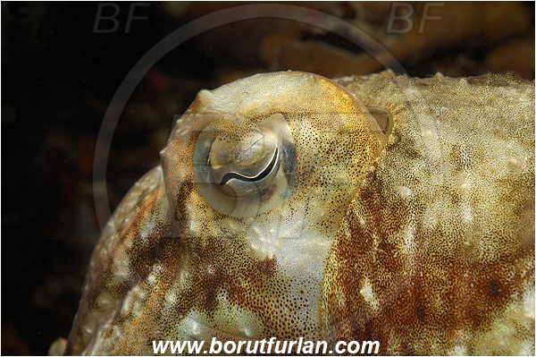 Piran, Slovenia, Adriatic sea, Mediterranean sea, Sepia officinalis, Sepia, Sepiidae, European cuttlefish, Common cuttlefish, Cuttlefish, Cephalopoda, Mollusca, Mollusc, Eye, Abstract
